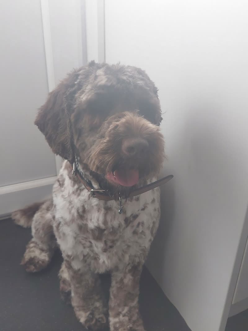 A merle cockapoo with its tongue out after a face scissor, sitting in the hallway