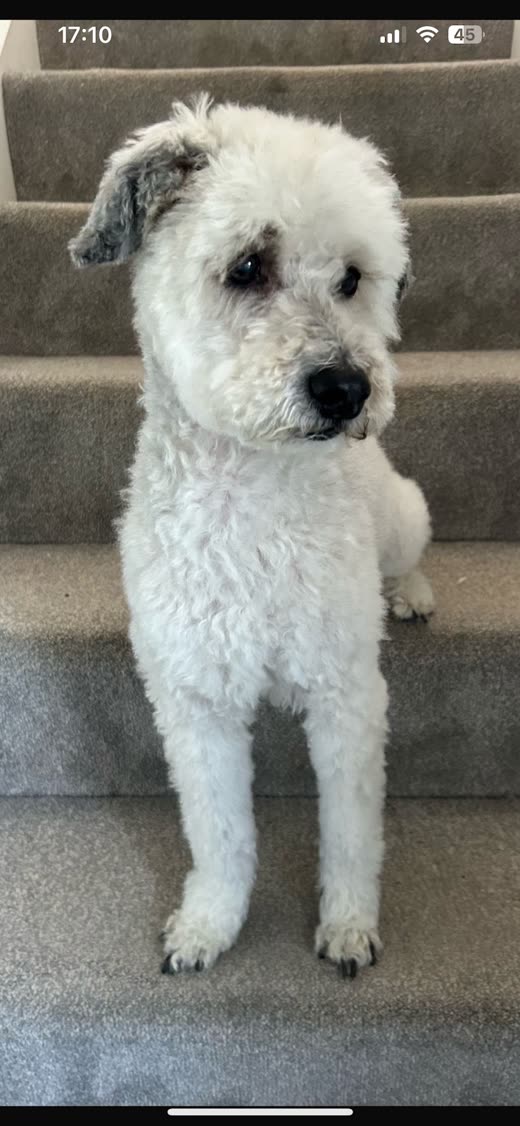 White curly-coated terrier standing on the stairs after a full groom