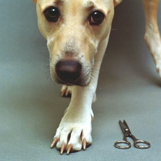 A dog's neatly trimmed paw and nails