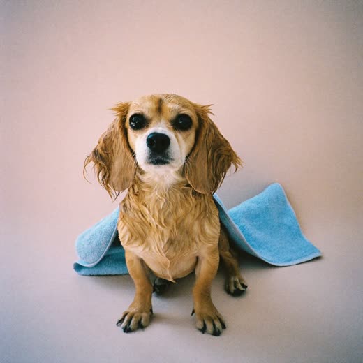 A freshly bathed dog with a damp coat